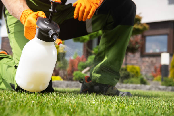 Best Wasp Removal Services  in Cordaville, MA