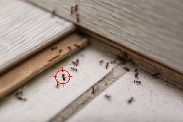 Best Commercial Pest Control Services  in Cordaville, MA